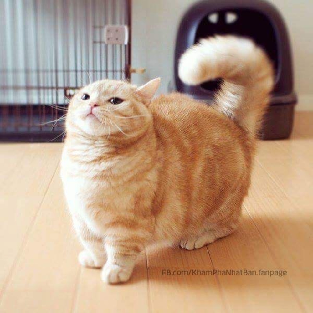 Meet your Posher, Miranda